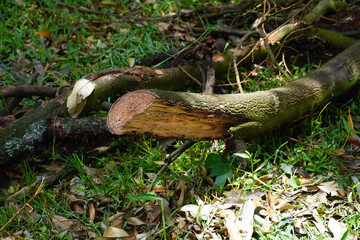 Problem of durian in the garden, tree use treatment for root rot disease ,phytophthora fungus...