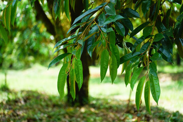 Close-up of beautiful green durian leaves