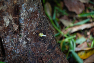 Problem of durian in the garden, tree use treatment for root rot disease ,phytophthora fungus...