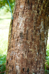 Problem of durian in the garden, tree use treatment for root rot disease ,phytophthora fungus...