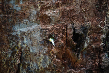 Problem of durian in the garden, tree use treatment for root rot disease ,phytophthora fungus...