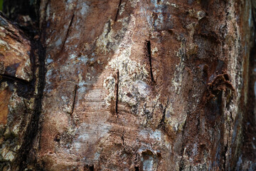 Problem of durian in the garden, tree use treatment for root rot disease ,phytophthora fungus...
