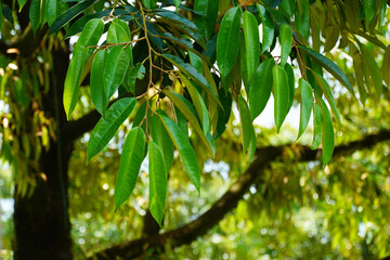 Close-up of beautiful green durian leaves