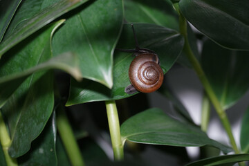 Snail walking on a leaf