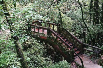 bridge in the forest