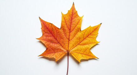 Fototapeta premium Autumn Maple Leaf Close Up Macro Photography Vibrant Orange and Yellow Hues on White Background, Capturing the Essence of Fall Season and Nature's Beauty