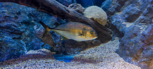 A Bigeye Trevally (Caranx sexfasciatus), also known as the bigeye jack, great trevally, six-banded...