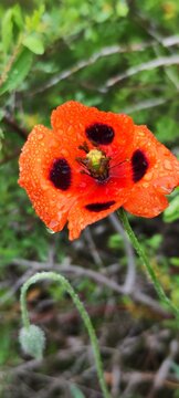Poppy blossoms in the mountains of Sairam-Ugamsky National Park in the Republic of Kazakhstan, Shymkent, Sairam-Su gorge.