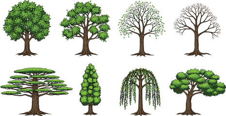 Realistic vector trees set showing seasonal growth stages with green foliage, bare branches, and diverse shapes for forest illustrations © Ashik Creatives