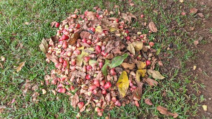 A pile of rotting guavas mixes with fallen leaves on green grass, creating a natural compost scene.