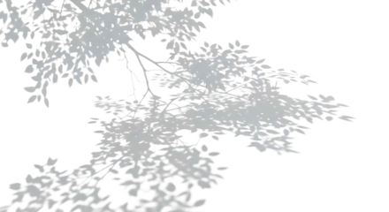 Abstract leaf shadows on white background