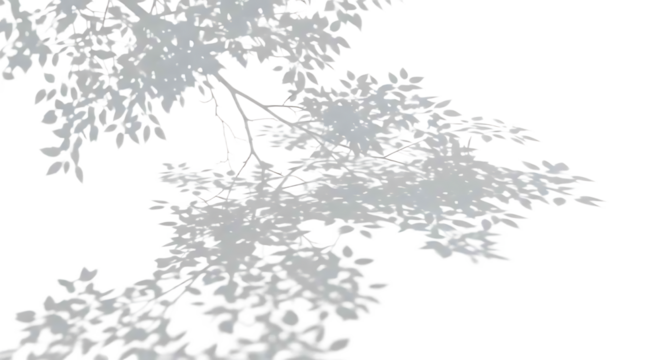 Abstract leaf shadows on white background