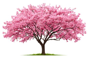 Blooming cherry tree with pink flowers on white background