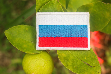 Eco-friendly embroidered Russian flag on a lemon tree branch above fresh lemon, surrounded by green...