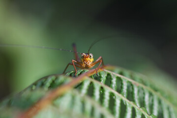 Eye to eye with cricket.
