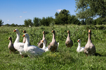 Geese graze on a green meadow. A flock of domestic geese walks together.