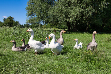 Geese graze on a green meadow. A flock of domestic geese walks together.
