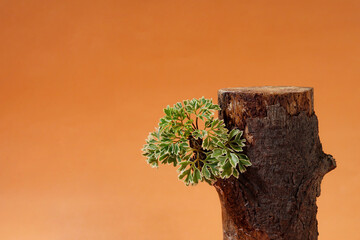 In front of an orange background, a log rests beside scattered leaves