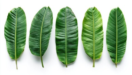 Five vibrant green banana leaves arranged in a horizontal row against a plain white background.  The leaves are a deep, rich green, and their prominent veins create a textural pattern.  
