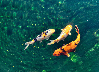 Goldfish Swimming in a Serene Water Pond - Colorful Aquatic Scene Perfect for Nature Lovers,...
