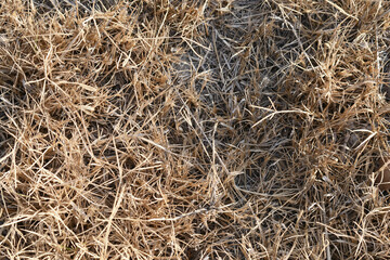 Dried dead grass in the sun. Nature background.