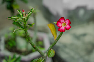 Macro close-up of a vivid pink Desert Rose (Adenium obesum) in full bloom, with soft green background creating a minimal and elegant composition. 