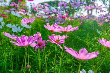 Fototapeta premium Beautiful pink cosmos flowers blooming in garden,spring season.