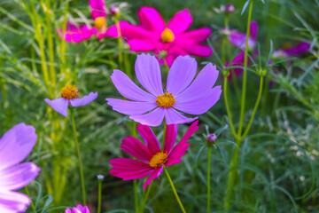 Fototapeta premium Beautiful pink cosmos flowers blooming in garden,spring season.