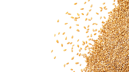 Natural sesame scatter with raw and roasted seeds in random arrangement isolated on white background
