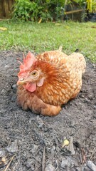 A hen rests on the ground, surrounded by grass and soil. It appears relaxed, basking in the natural environment.