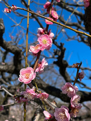 晴天に映える赤い梅の花のクローズアップ