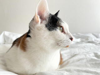 白いベッドの上でくつろぐ三毛猫の横顔