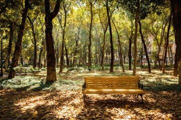 Sunny park scene with wooden bench