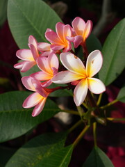 Fototapeta premium Close-up of pink and yellow frangipani (plumeria) flowers with delicate petals, surrounded by glossy green leaves, captured in natural sunlight.