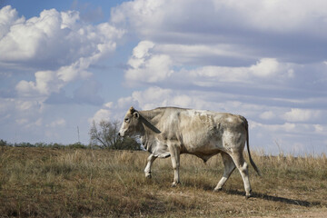 A white steer walks through a sunlit field of dry grass