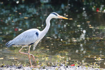 Looking for food gray heron in an water pond