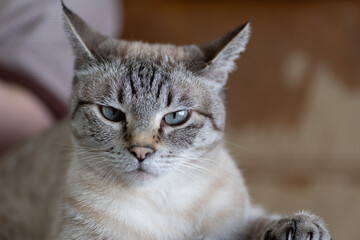こちらを見つめる可愛い猫　シャムトラ猫