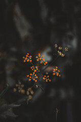 yellow blooming plant on the bank of river