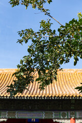 autumn trees of Forbidden City