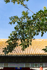 autumn trees of Forbidden City