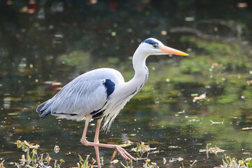 Portrait of an grey heron