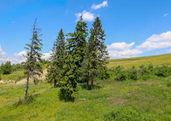 A view of a hillside with green fields dotted with wild flowers and a cluster of tall trees...