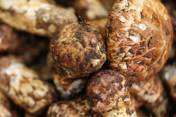 Wild Tricholoma matsutake mushroom in China
