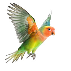 Fototapeta premium A colorful parrot in flight against a transparent background.