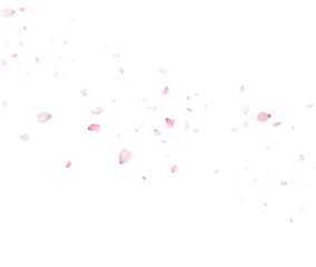 Pink Cherry Blossom Petals On Transparent Background Vector