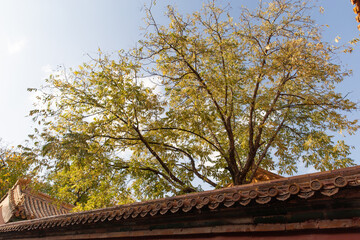 yellow leaves autumn scenery of Forbidden City