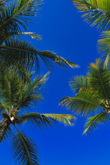 Palm trees with clear blue sky in the background