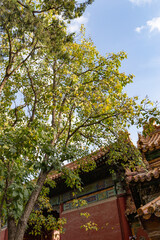 autumn trees of Forbidden City