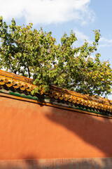 trees and red wall of Forbidden City