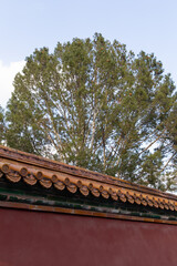 trees and red wall of Forbidden City